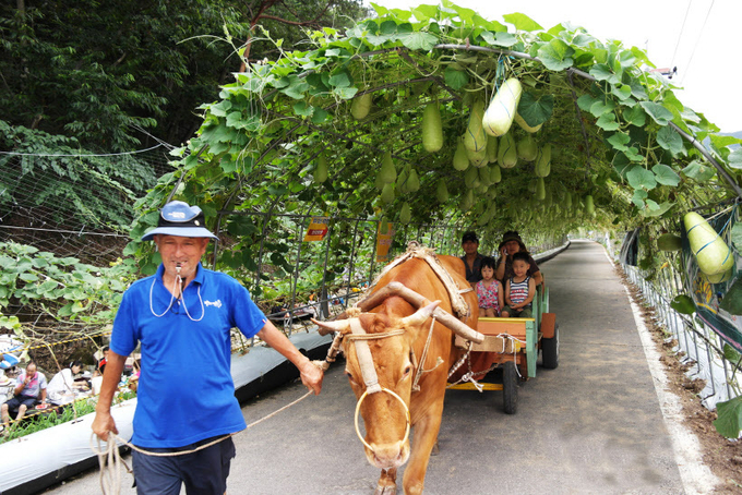 세계 조롱박 축제 '소달구지 체험' /알프스마을 제공