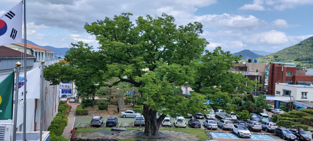 남해군청 내 보호수인 수령 460년 된 느티나무.