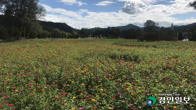 13일 가평군 자라섬 남도에 조성된 꽃동산에 백일홍이 만개한 채 가을하늘과 어우러져 마치 한 폭의 그림을 연상케 하고 있다. 가평/김민수기자 kms@kyeongin.com