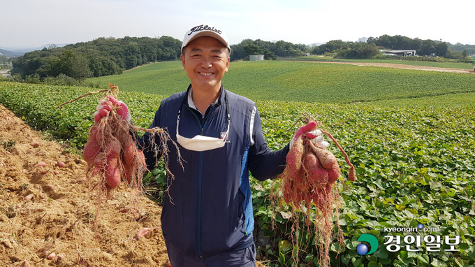 식이섬유와 당도가 높아 땅속의 과일이라고 일컬어지는 '여주 고구마'의 수확이 절정이다. 여주시 능서면 세종대왕릉 인근 앞산 너른 들판에서 여주시고구마연구회 노규용 회장이 수확한 고구마를 들어보이고 있다. 2020.10.7 /양동민기자 coa007@kyeongin.com