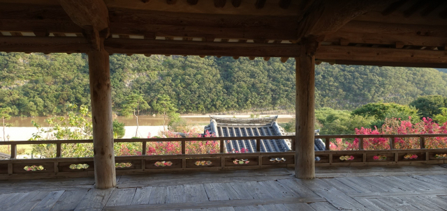 만대루에서 보는 풍경. 요즘 같은 때는 '배롱나무'의 붉은 꽃들이 추색(秋色)을 더한다.