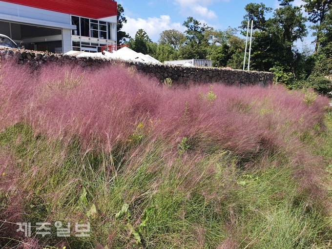제주시 아라동 한 도로변에 핑크뮬리가 식재된 모습.