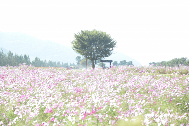 창녕 남지체육공원.