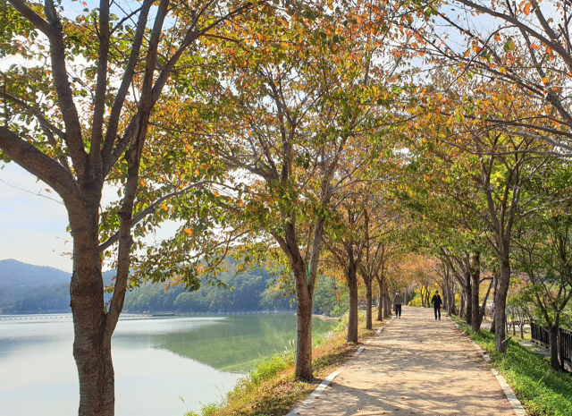 회동수원지길 입구인 황톳길 산책로의 가로수 잎이 노랗게 변했다. 푸른 저수지를 따라 걷는 산책객들의 발걸음이 가벼워 보인다.