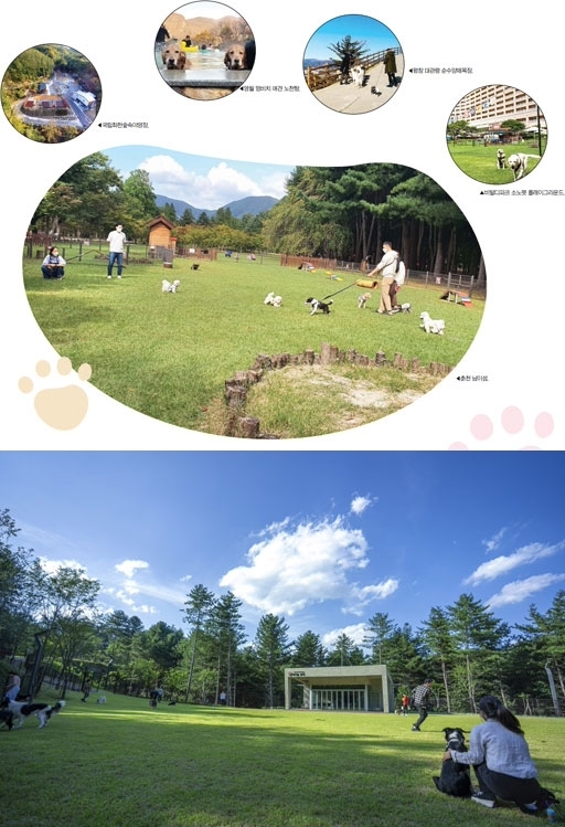 춘천 강아지숲.
