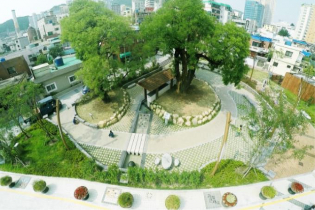 부산 사하구 괴정동 샘터공원 회화나무. 부산시 제공