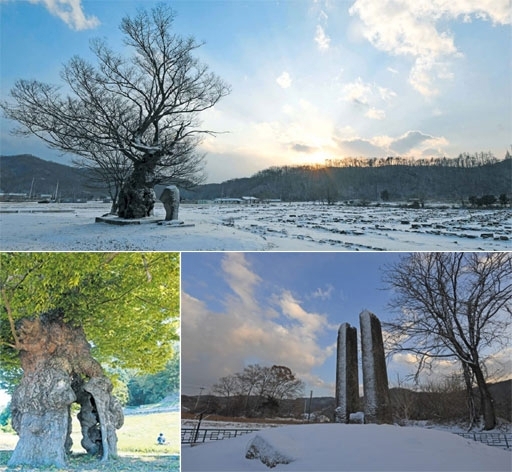 원주 법천사지 지광국사탑이 110년이라는 세월이 흘러 고향으로 되돌아온다. 사진은 텅 빈 사찰터를 꿋꿋하게 지켜 온 느티나무의 모습.