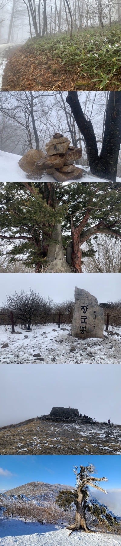 겨울 태백산을 가장 만끽할 수 있는 대표 코스는 유일사~장군봉~천제단 코스다. 위쪽부터 눈밭 사이사이로 보이는 산죽, 누군가가 쌓아 놓은 돌탑, 접착제로 보강된 주목, 태백산 최고봉 장군봉 비석, 천제단. 태백=전명록기자 ◇눈을 뒤집어쓴 채 우뚝 서 있는 태백산 주목.(사진아래) 사진=김명운 객원 사진기자