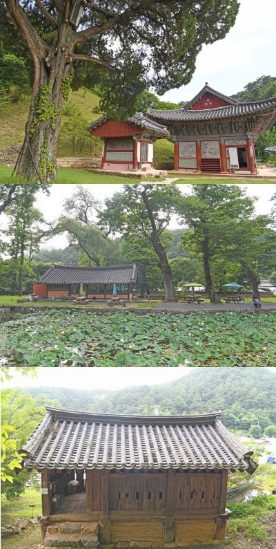 천년사찰의 기풍을 갖추고 있는 보덕사는 668년 의상조사가 창건하고 발본산 지덕사라고 하였다고 한다. 1457년 단종대왕이 노산군으로 강봉돼 영월로 유배되자 노릉사로 바뀌게 됐으며, 후에 장릉의 원찰로 지정되면서 현재의 이름인 보덕사로 바뀌었다. 사진은 보덕사에 가면 꼭 봐야 할 볼거리 중 하나인 향나무. ◇영월 보덕사 연못 옆의 느티나무가 넉넉한 풍경을 만들고 있다. ◇보덕사 해우소는 1882년 지어진 건물로 136년 됐으며, 강원도 문화재 132호로 지정돼 있다.(사진위쪽부터)