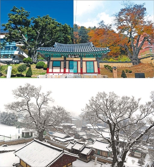 홍천향교 대성전 건물 좌우로 수령 304년의 쌍둥이 같은 느티나무가 서 있다. 오른쪽 나무는 홍천군 보호수 6-8-1, 왼쪽은 보호수 6-8-2 지정번호를 갖고 있다.