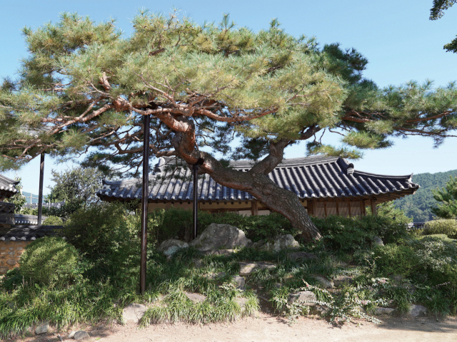문화재청 국립문화재연구소와 국립수목원으로부터 ‘한국의 민가정원’으로 선정된 경남 함양 일두고택의 사랑마당 노송 모습. 문화재청 제공