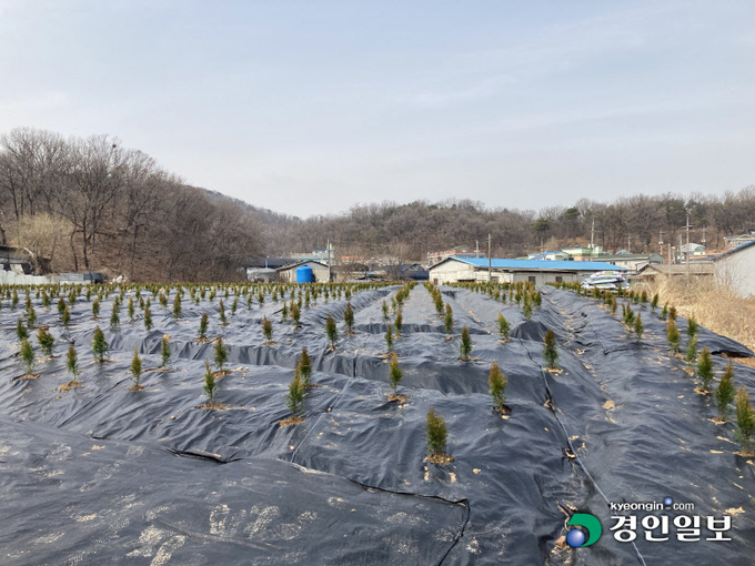3일 정오께 시흥시 과림동 일대에 작은 나무가 식재된 토지의 모습. 2일 참여연대와 민변은 LH 직원들이 내부 정보를 이용해 개발이 예정된 광명, 시흥 일대 토지를 조직적으로 매수했다고 폭로했다. 2021.3.3. /신지영 기자 sjy@kyeongin.com