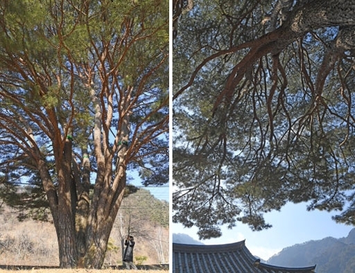 인제군 북면 한계리 석황사 반송의 모습. 강원-인제-19호 보호수이며 수령은 400년, 높이는 15m, 가슴 높이의 나무 둘레는 1.6m가량이다.