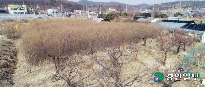 광명·시흥 3기 신도시 예정부지 땅 투기 의혹으로 직위해제 된 LH(한국토지주택공사) 직원이 또 다른 시책사업 개발예정지를 투기목적으로 취득한 사실이 드러났다. 10일 투기의혹을 받는 LH 직원이 경매를 통해 취득한 시흥시 정왕동 V-city 개발예정지에 버드나무 수만 그루가 빈틈없이 식재돼 있다. 2021.3.10 /김금보기자 artomate@kyeongin.com