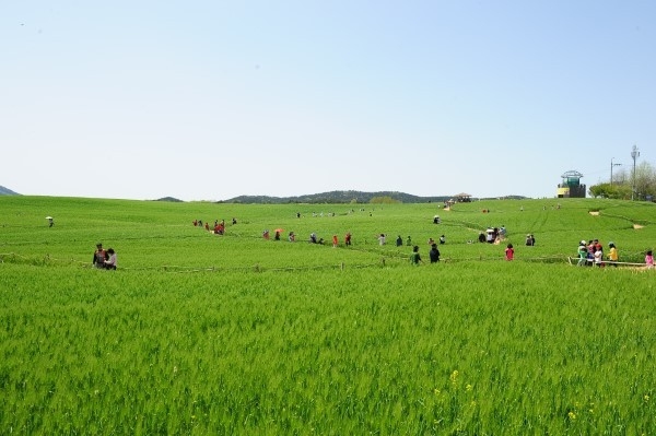 고창 청보리밭