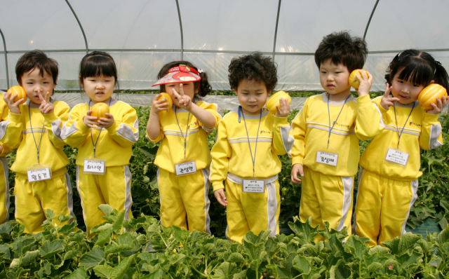 명품 성주참외 100g에는 132㎍의 엽산이 함유돼 있어 엽산제를 대신해 산모와 태아의 건강을 지키는 데 '딱'이다. 성주군 제공