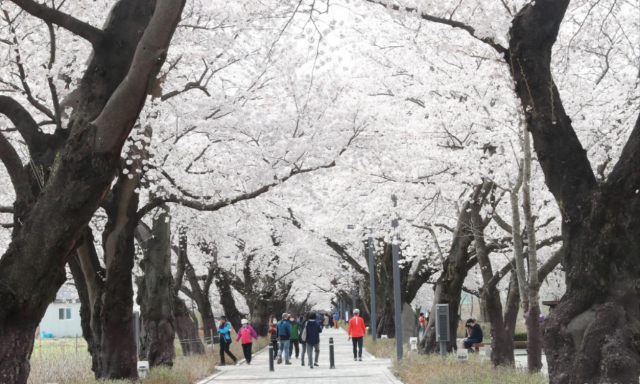 울산 대표 벚꽃 명소인 작천정 벚꽃길. 울산시 제공