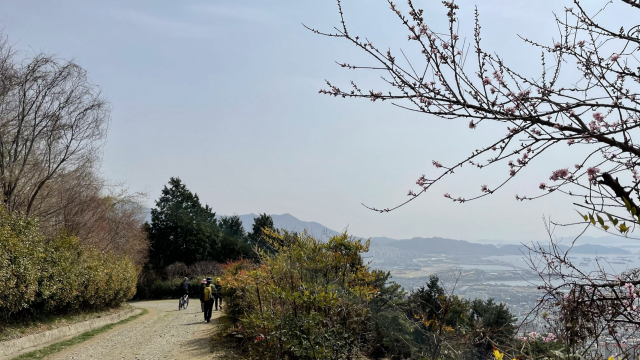 남파랑길 8코스에 대부분이 포함되는 ‘천자봉해오름길’은 진해드림로드 중에서도 가장 인기 있는 구간이다. 편백과 벚나무를 곁에 두고 임도를 걸으면 ‘장복하늘마루길’ 전망대에서 내려다보았던 장복산 산자락과 진해만 풍경이 따라온다.