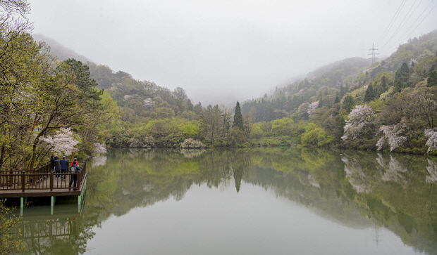 6일 물안개와 산벚꽃이 어우러져 사진 동호인들의 출사지로 유명한 화순 세량지에 탐방객들이 산책하며 산벚꽃을 감상하고 있다. 화순군은 지난 1일부터 코로나 19방역 차원에서 동호회원들의 단체 출사를 제한하고 있다. /김진수 기자 jeans@kwangju.co.kr