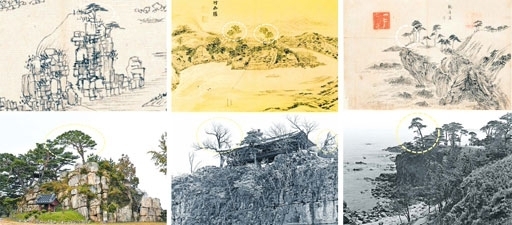 고성군 만경대 소나무는 그림처럼 같은 모습으로 자리를 지키고 있다. 해동명산도첩(1788년 30.4㎝ x 43.7㎝, 국립중앙박물관 소장)의 만경대와 아래는 현재 만경대(춘천국립박물관 제공), 김홍도 나무-삼척 죽서루 양옆으로 회화나무(왼쪽)과 말채나무가 지금도 위치해 있다. 위는 금강사군첩(1788년 이후 비단에 엷은 채색 30.4㎝ x 43.7㎝, 개인소장)과 아래는 1970년대 죽서루 모습, 양양 의상대 소나무 모습. 산불 피해를 입기 전 1970년대 의상대 옆 소나무는 단원이 그린 소나무처럼 바다를 향해 가지를 구부려 뜨린 모습까지 닮아 있다. 사진 위 해동명산도첩(1788년 30.4㎝ x 43.7㎝, 국립중앙박물관 소장)과 1970년대 의상대 모습.