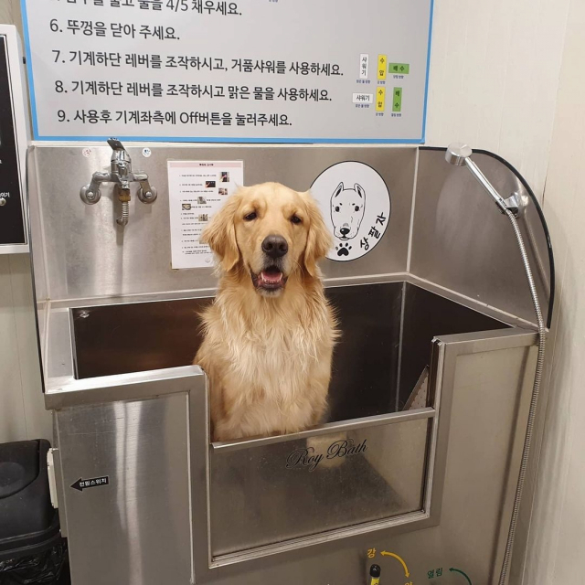 대형견은 목욕은 씻기는 데 1시간, 털 말리는 데 1시간이다. 빗질도 덩치가 큰 만큼 많이 빗어줘야 한다.