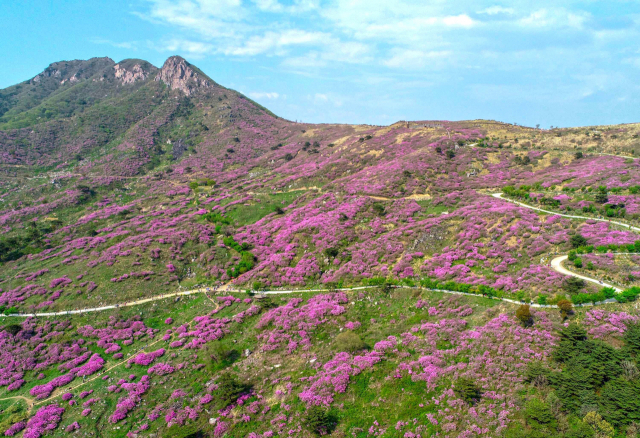 국내 최대면적 철쭉꽃 향연을 즐길 수 있는 경남 산청·합천 황매산 일대 전경. 산청군 제공