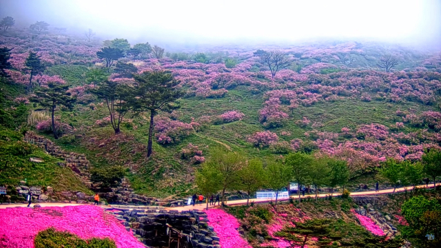 산청군이 황매산 철쭉 개화 상황을 실시간 유튜브 영상으로 제공하고 있다 ./산청군/