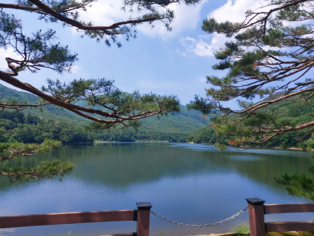 반송 사이로 본 수원지 전경
