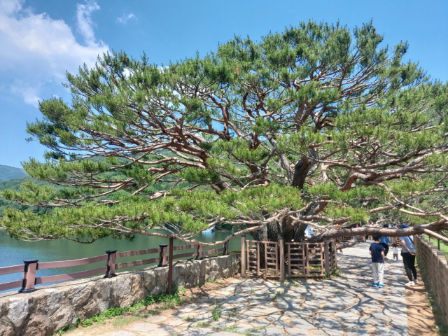 댐마루에 있는 7형제 반송
