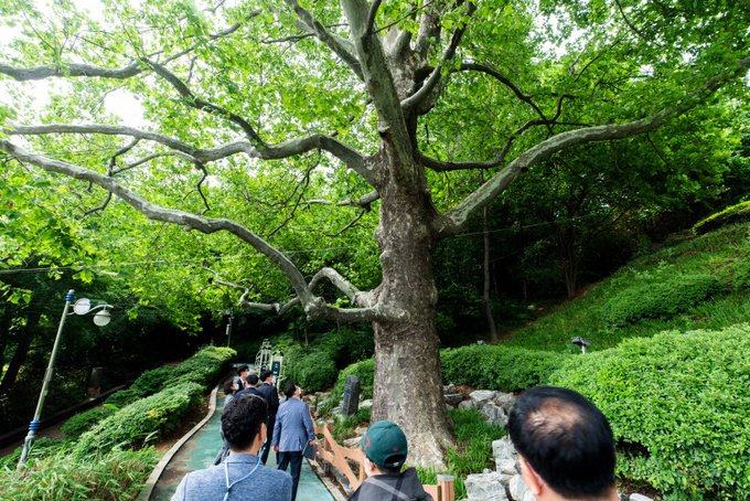 인천시가 31일 진행한 '등록문화재 발굴과 활성화 방안 마련을 위한 간담회'에 참석한 김성준 인천시의회 문화복지위원장 등 참석자들이 등록문화재로 추진 중인 중구 자유공원 플라타너스를 둘러보고 있다. 자유공원 플라타너스는 수령 130년 이상 된 것으로 추정돼 개항기와 인천상륙작전 등 근현대사를 함께했다는 역사성이 있다. 2021.5.31 /인천시의회 제공