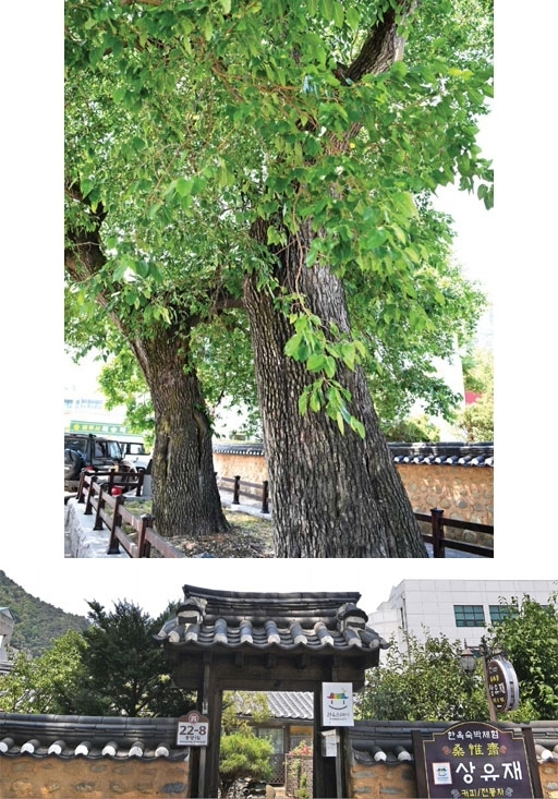 600년가량 된 정선의 뽕나무(정선군 정선읍 정선로 1321)는 우리나라에 자라고 있는 같은 수종 중에 가장 오래된 뽕나무로 알려져 있다.