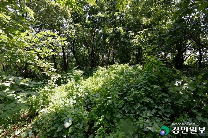 사진은 잡목과 잡풀로 뒤 덮혀 흔적을 확인할 수 없는 여주 술천성. 2021.6.6 /김도우기자 pizza@kyeongin.com