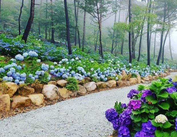해남 포레스트