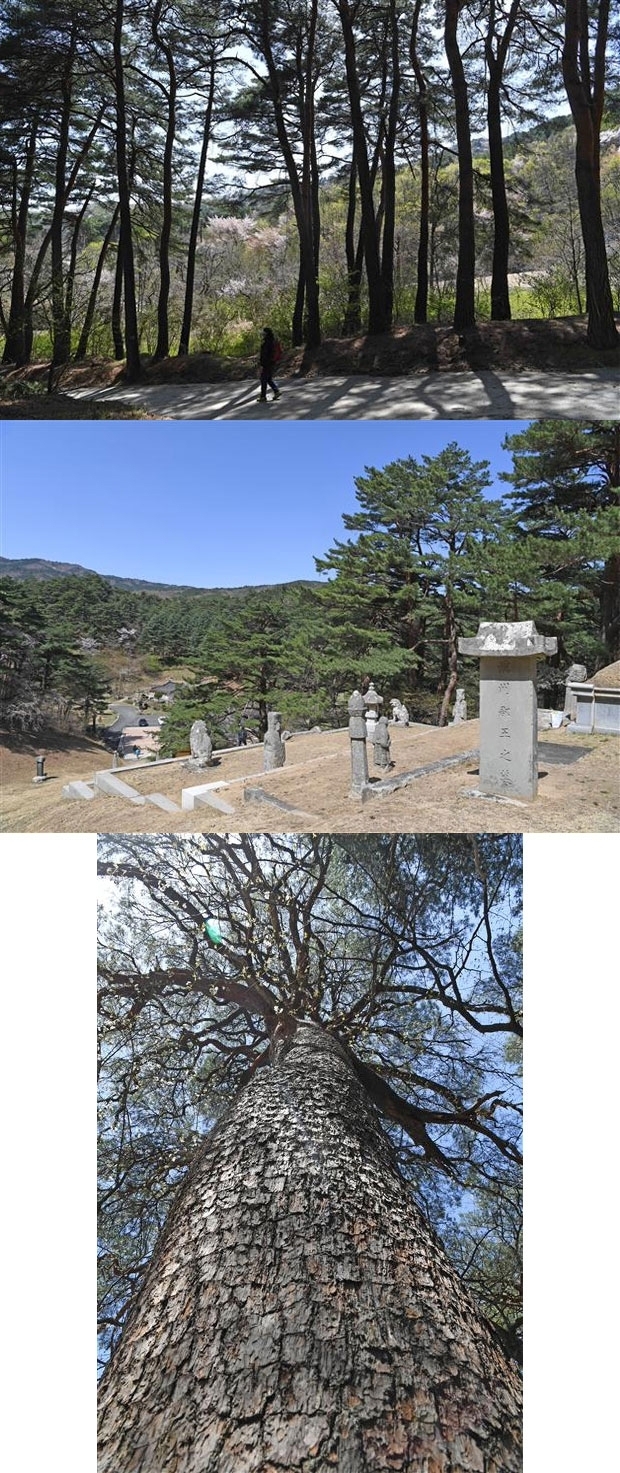 ◇강릉시 성산면 보광리의 명주군왕릉은 도내 유일의 산라시대 왕릉으로 강릉김씨 시조인 김주원공의 묘소다. ◇강릉 명주군왕릉 주변의 소나무. ◇강릉 명주군왕릉으로 이어지는 아리바우길은 강원도를 상징하는 소나무를 만나는 길이다.(사진 위쪽부터)
