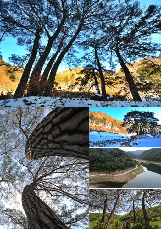 춘천시 동면 품걸1리에는 150년 수령의 7그루 소나무가 마을을 지키고 서 있다. 1970년대만 해도 마을 주민들이 칠성신으로 모셔 봄 가을로 제사를 지냈지만 새마을운동과 정부 정책에 따라 그 관습은 사라지게 됐다.