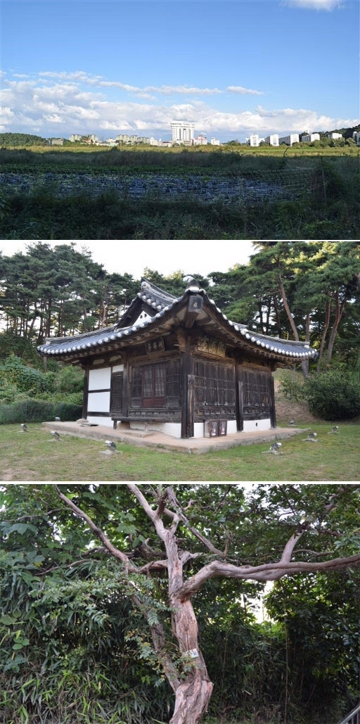 습지가 매몰된 호해정 앞 전경, 강릉 호해정, 강릉 호해정의 배롱나무.