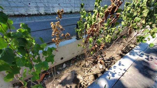 청사로 인근 대전시 물순환선도사업의 일환으로 심어진 어린 나무가 앙상한 줄기를 내놓고 있다. 사진=박우경 기자
