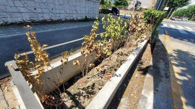 대전시가 물순환선도사업의 일환으로 둔산 일대 어린 나무를 식재한 가운데, 청사로에 심어진 나무가 갈색으로 변했다. 사진=박우경 기자