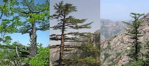 북강원도 고성군 금강산 세존봉(1,132m)에 조선 이깔나무가 자라고 있다. 조선 이깔나무는 남측에서는 철원 대성산 등 일부 지역에 있을 뿐 좀처럼 보기 어려운 나무다, 조선 이깔나무는 바위틈을 비집고 어렵게 자리를 잡아 금강산 벼락을 온몸으로 받으며 살고 있는 나무다.