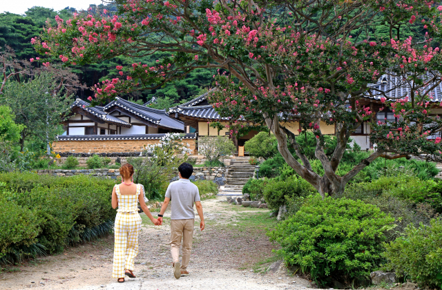 배롱나무가 붉게 흐드러진 핀 아래로 여인 듯 관광객이 나란히 손을 잡아 들어가고 있다.