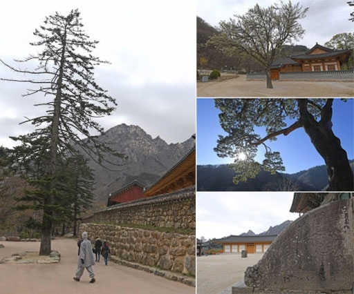 인제, 고성, 속초, 양양 등 4개 시·군에 걸쳐 펼쳐진 설악산을 배경으로 신흥사 주변 전나무들이 사찰의 풍광에 운치를 더하고 있다.