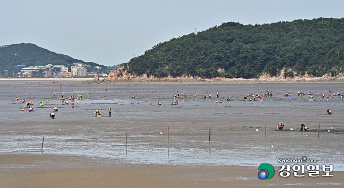 해변을 반려동물처럼 아끼고 돌본다는 의미의 '반려해변' 지정 사업에 마시안 해변이 인천 1호 '반려해변'으로 지정됐다. 앞으로 마시안 해변은 CJ제일제당이 주도적으로 연 3회 이상 환경정화 사업을 진행하게 될 전망이다. 인천시 중구 영종도 덕교동에 위치한 마시안 해변에서 갯벌 체험을 하는 시민들. 2021.9.7 /조재현기자 jhc@kyeongin.com