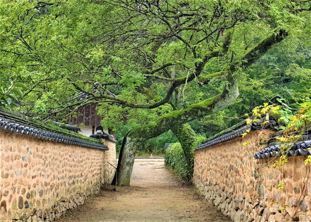 남사예담촌 이씨고가 입구의 부부 회화나무. 손가락을 걸고 있는 듯한 모습으로 유명하다.