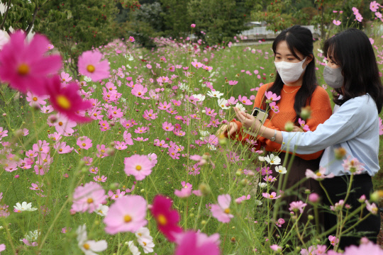 사진=영동군 제공