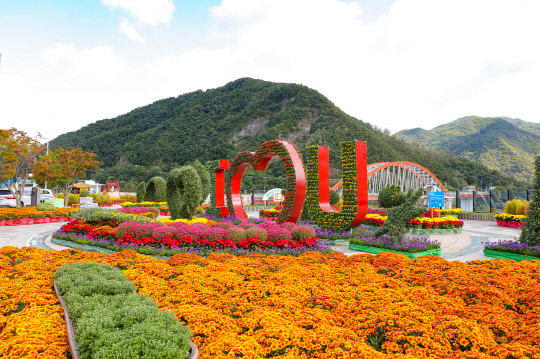단양군 상상의 거리에 국화 정원 조성 풍경. 사진=단양군 제공.