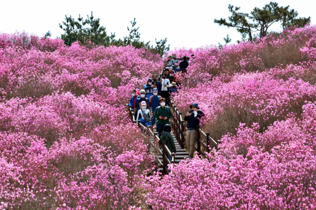 대구 달성군은 비슬산(해발 1,084m) 정상 참꽃 군락지에서 매년 4월 비슬산참꽃문화제를 펼치고 있다. 달성군 제공