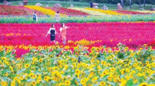 24만㎡ 부지에 들어선 철원 고석정 꽃밭에는 형형색색 18종의 꽃묘가 식재돼 관광객들의 발길이 이어지고 있다.