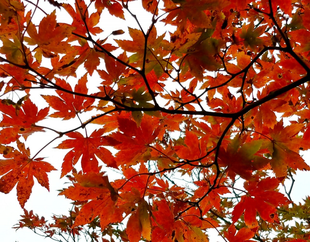지리산 단풍. 지리산국립공원 자료사진