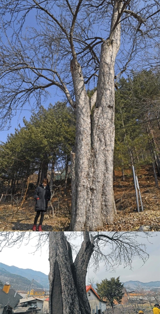 인제군 북면 한계리에 위치한 돌배나무는 주변의 사람에게 특별한 시그널을 보낸 나무로 유명하다. 약 300년의 수령을 지닌 이 나무는 수고 15m, 흉고 3.5m에 달하며 현재 강원-인제-17호 보호수로 지정돼 있다.