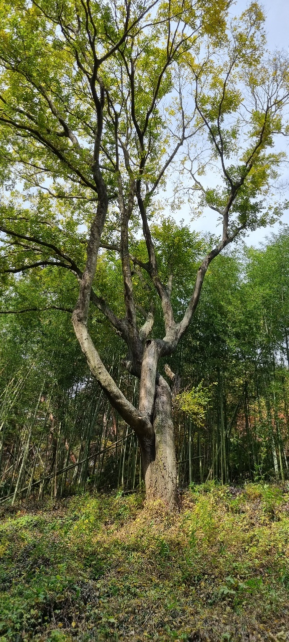 소원을 빌면 들어 준다는 영험있는 팽나무 연리목.